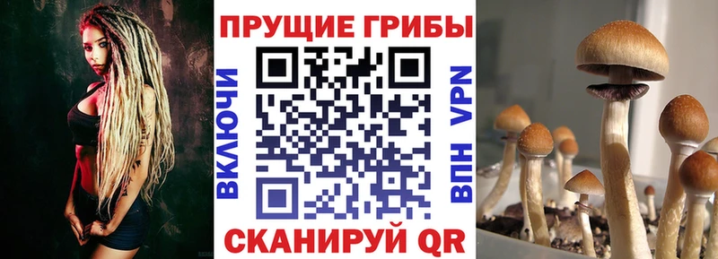 Галлюциногенные грибы ЛСД Западная Двина